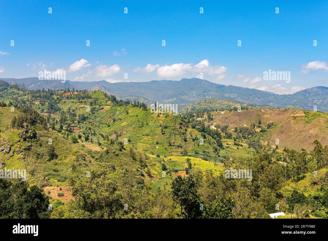 Auf dem Weg nach Nuwara Eliya. Aufgrund der Bodenfruchtbarkeit und des gemäßigten Klimas im Hochland ist der Anbau von Tee, Gemüse und Obst weit verbreitet Stockfoto