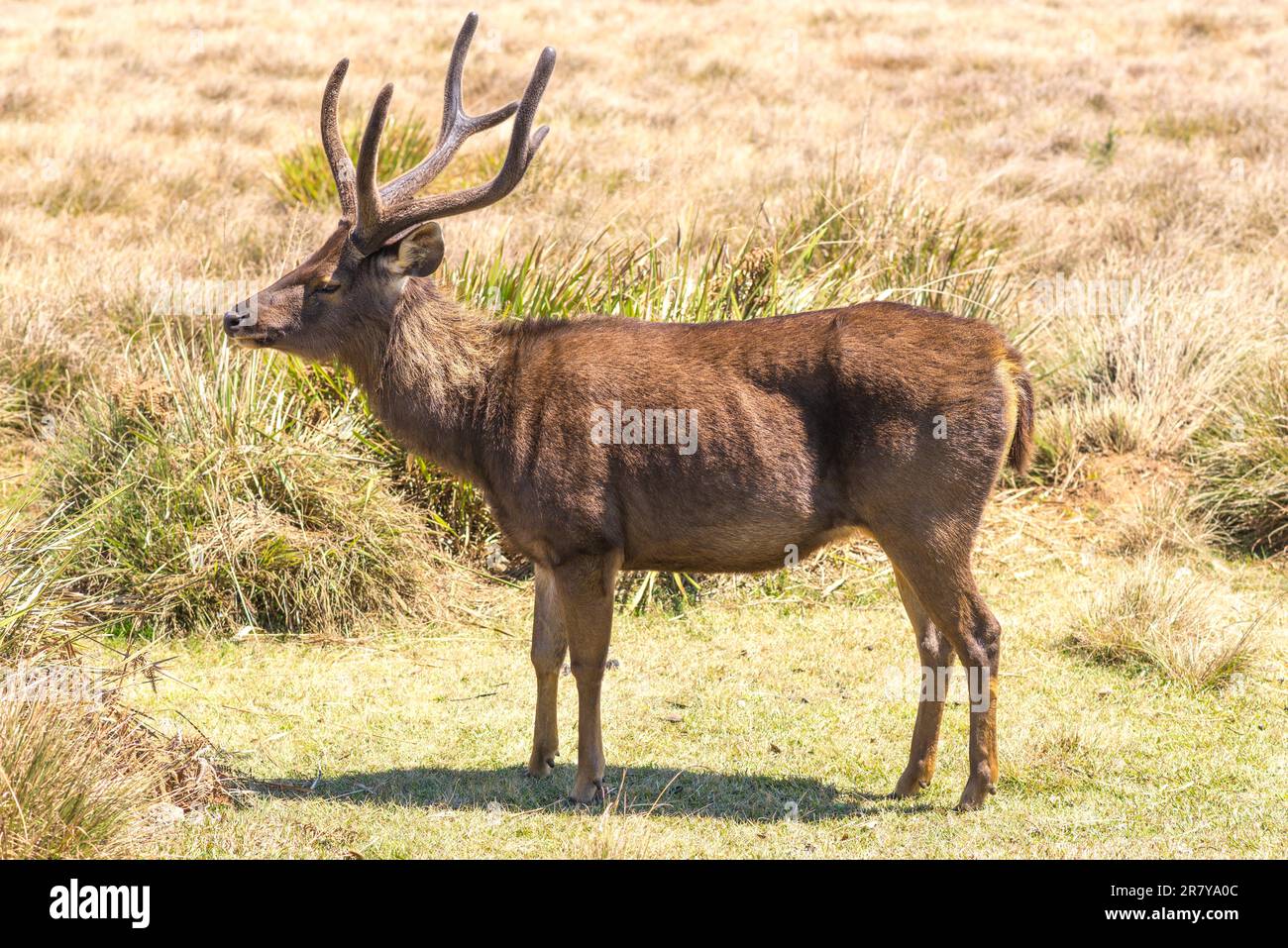 Große Herden von Sambarhirschen durchstreifen den Horton Plains National Park, wo es das häufigste große Säugetier ist Stockfoto