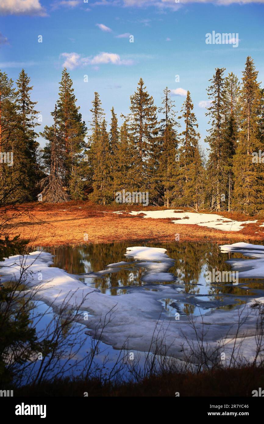 Teilweise gefrorenes Sumpfgebiet im nördlichen schwedischen Lappland. Stockfoto