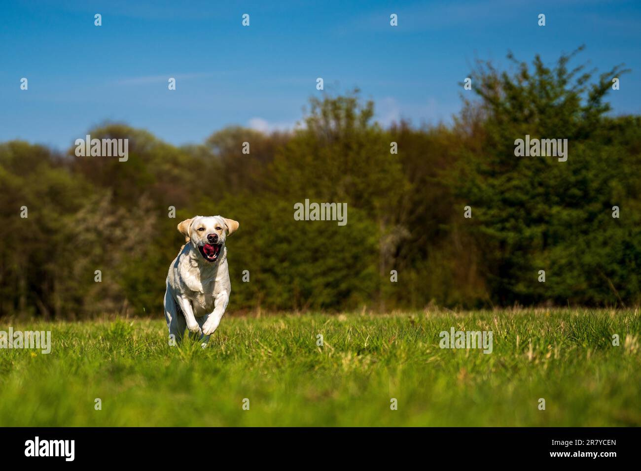 Der Hund läuft mit der Zunge auf der Wiese Stockfoto