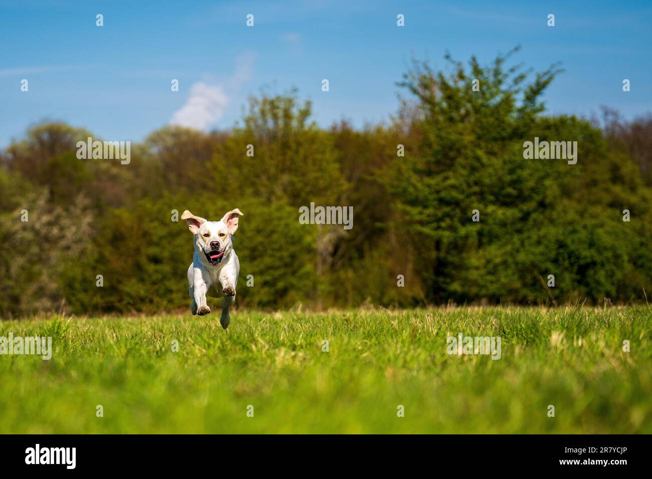Der Hund läuft mit der Zunge auf der Wiese Stockfoto