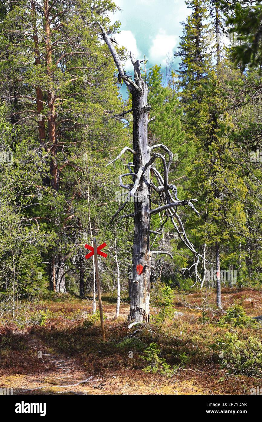 Faszinierender toter Baum am Rand eines Wanderwegs in Nordschweden. Stockfoto