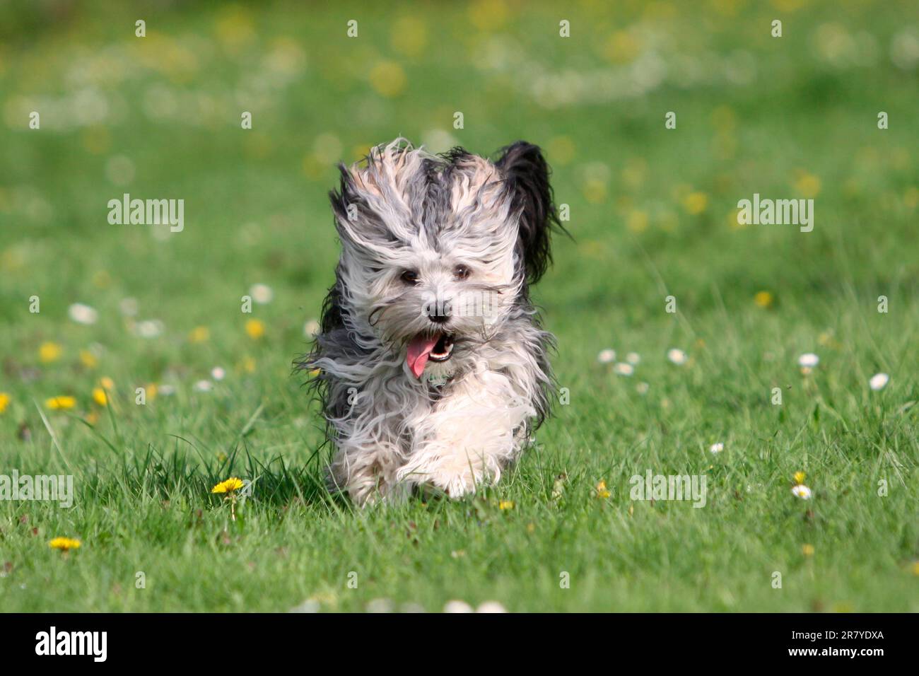 Kleiner Löwenhund Stockfoto