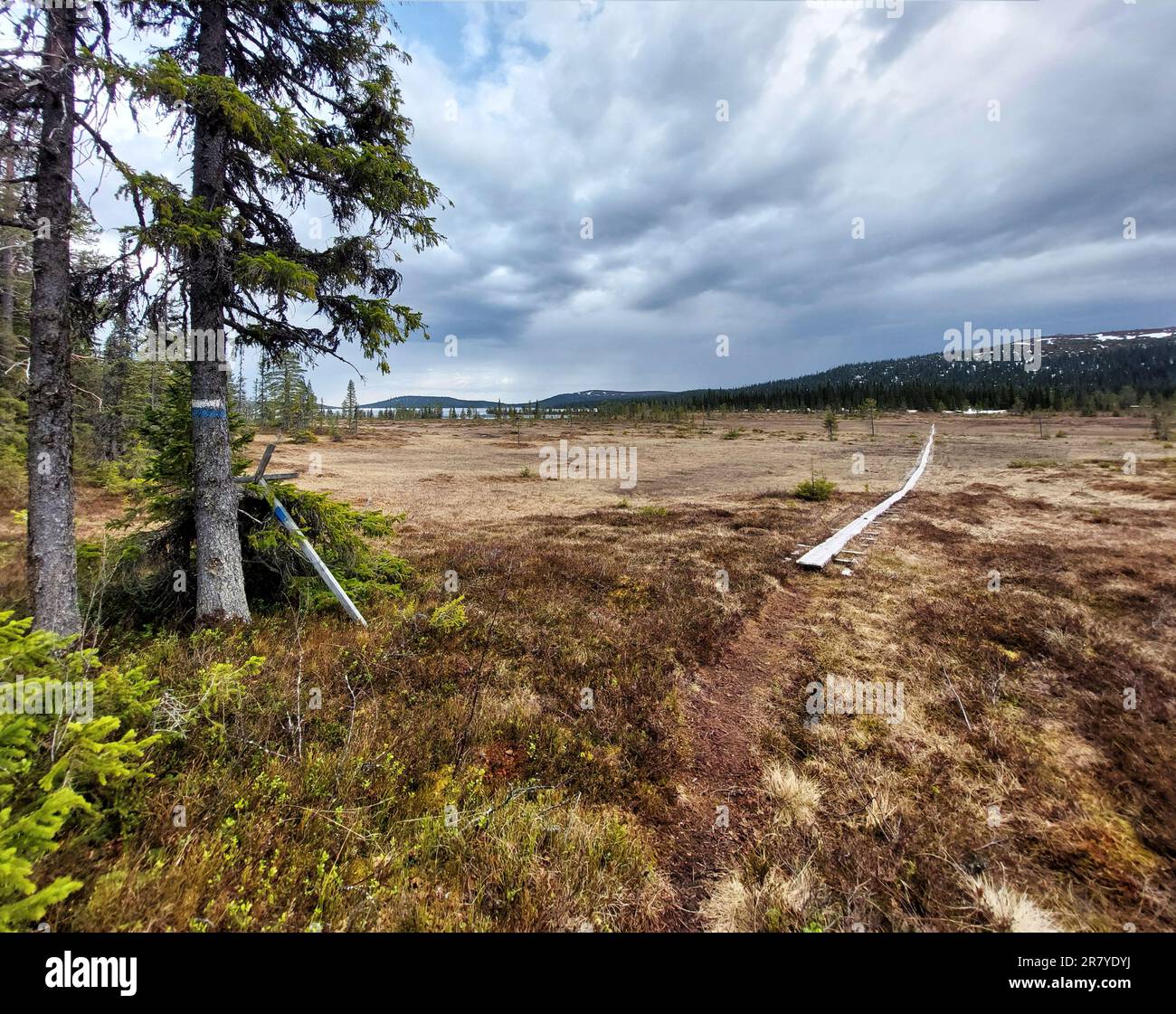 Wanderweg mit Holzplanken durch das nördliche schwedische Sumpfgebiet. Stockfoto