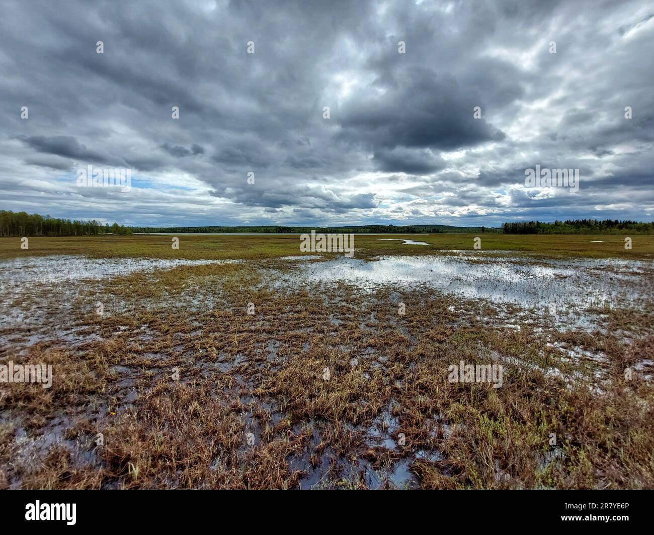 Stürmisches Wetter in Feuchtgebieten im Naturschutzgebiet bei Norsjoe in Nordschweden. Stockfoto