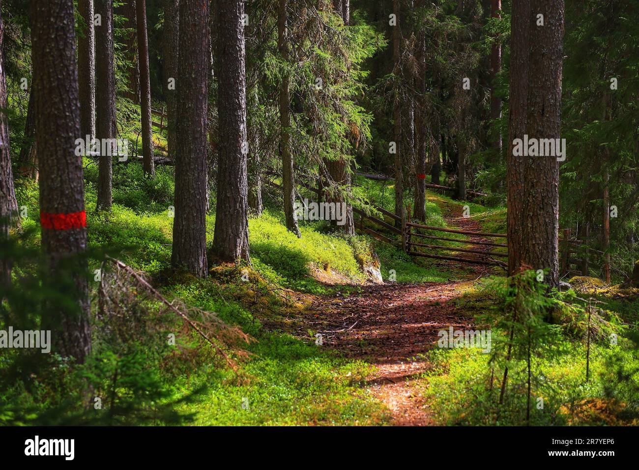 Der magische Waldweg in Nordschweden mit Sonnenstrahlen. Stockfoto