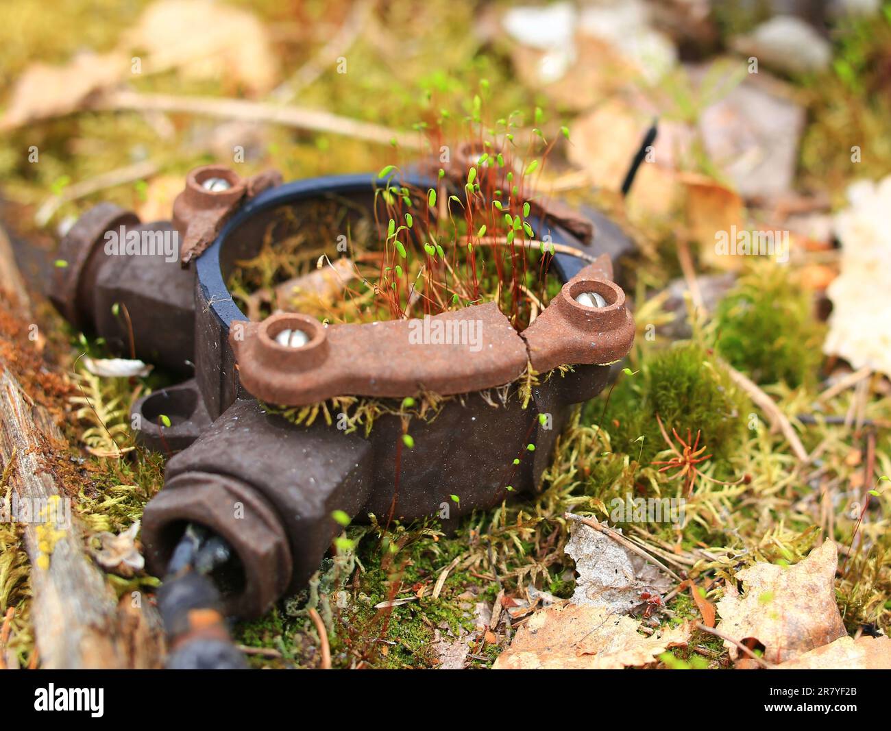 Alte rostige elektrische Verbindung auf moosem Boden. Stockfoto