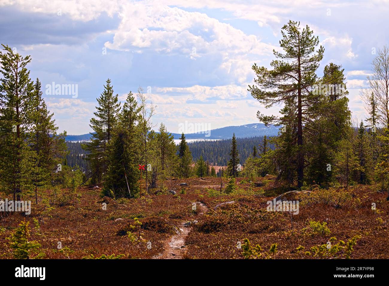 Sonniger Tag in der Heillandschaft im Naturschutzgebiet bei Arvidsjaur, Schweden. Stockfoto