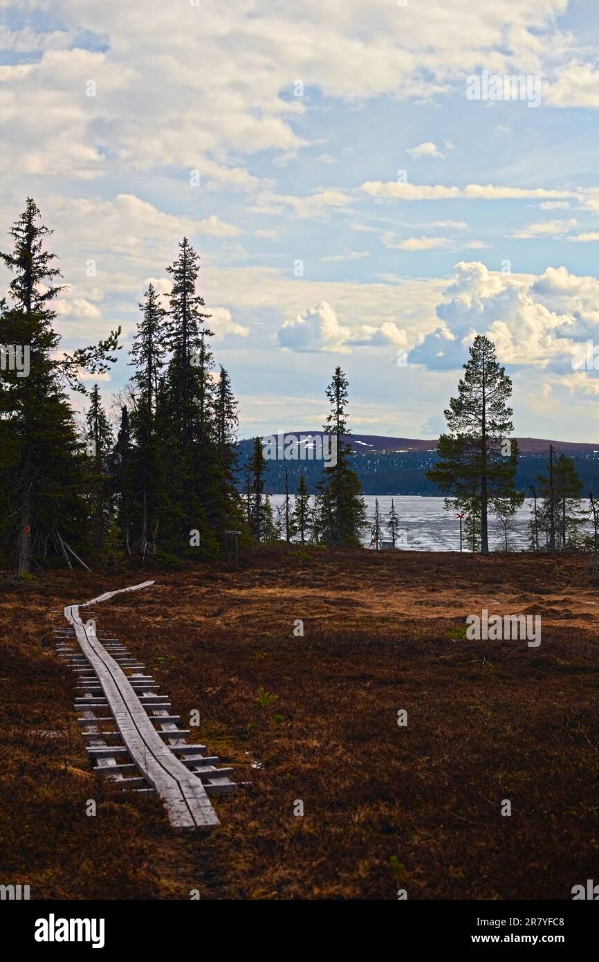 Wanderweg mit Planken durch Feuchtgebiete im Naturschutzgebiet bei Arvidsjaur, Schweden. Stockfoto