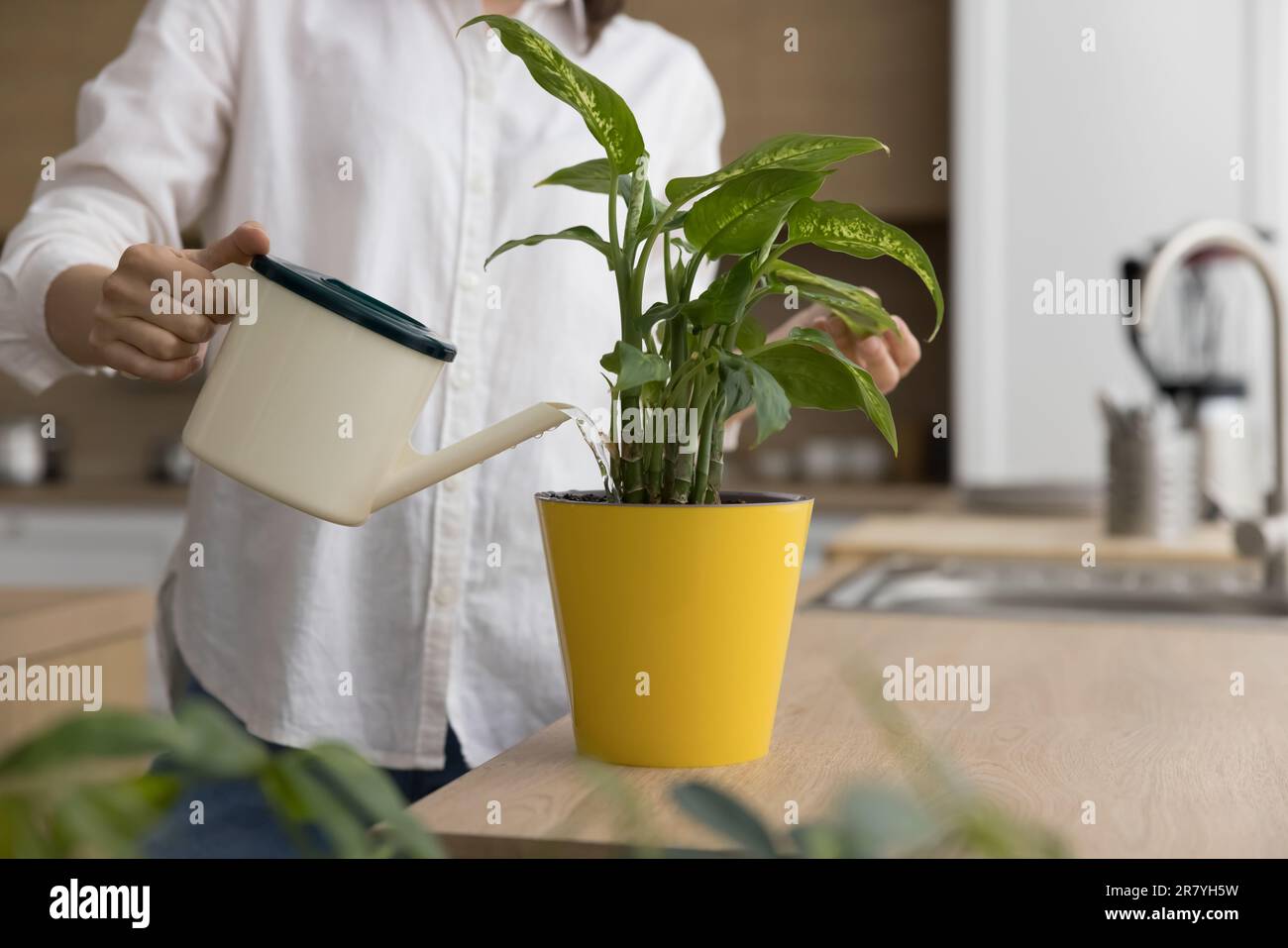 Unbekannte weibliche Haltung kann Flüssigkeit gießen, wässrige grüne Hauspflanze Stockfoto