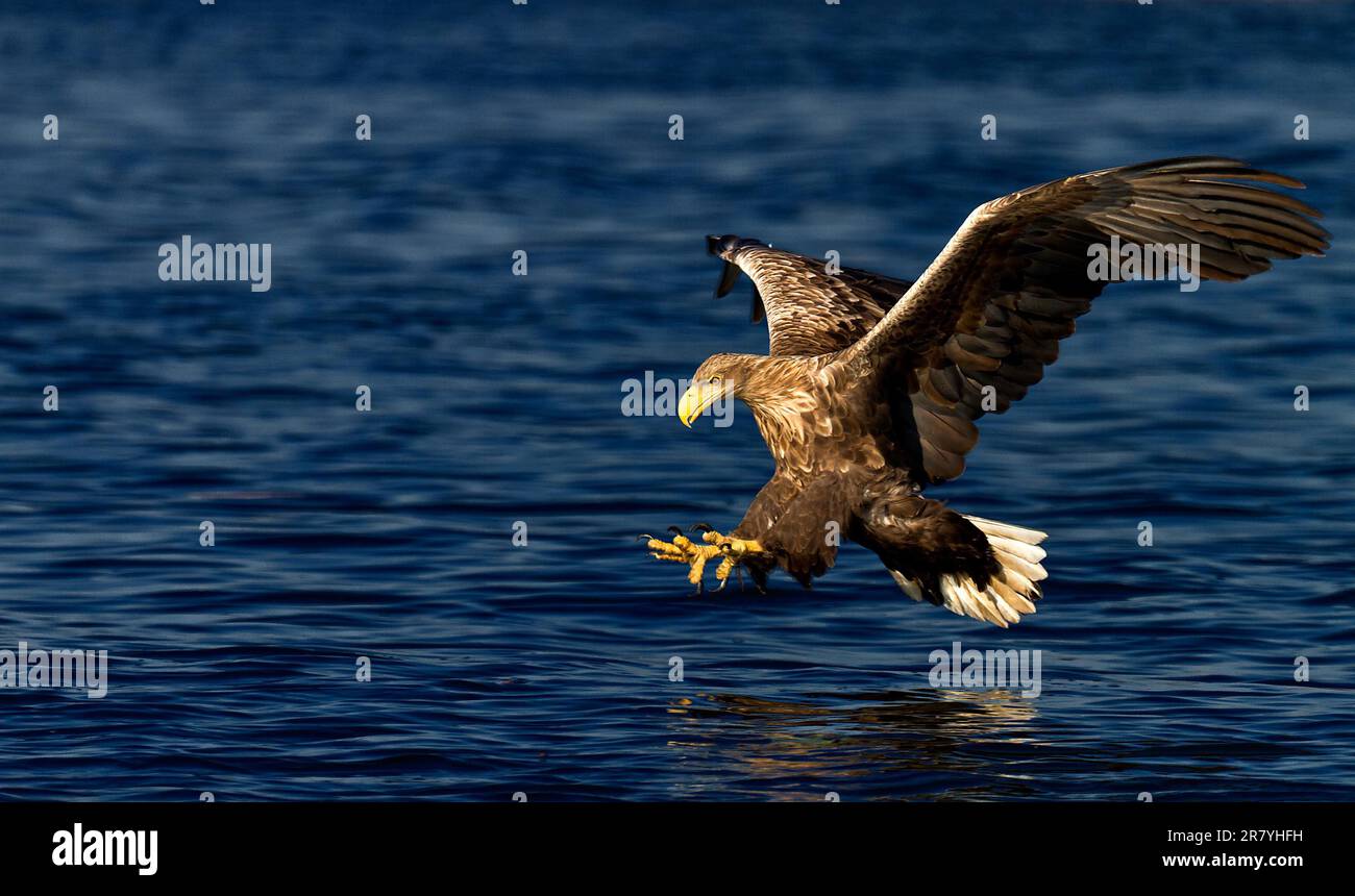 Seeadler. Weißschwanzadler. Seeadler Stockfoto