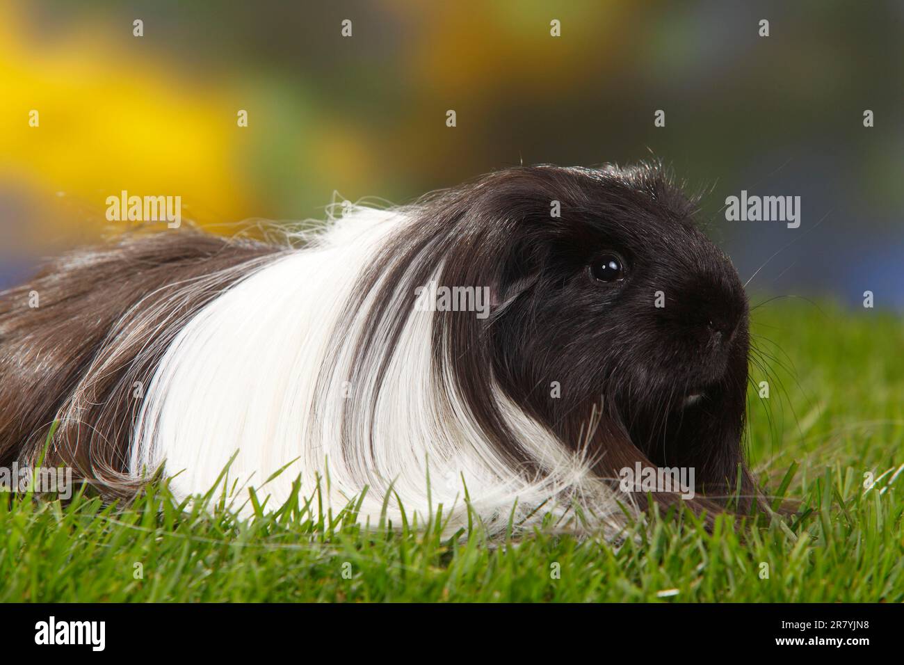 Sheltie Meerschweinchen, schwarz und weiß Stockfoto