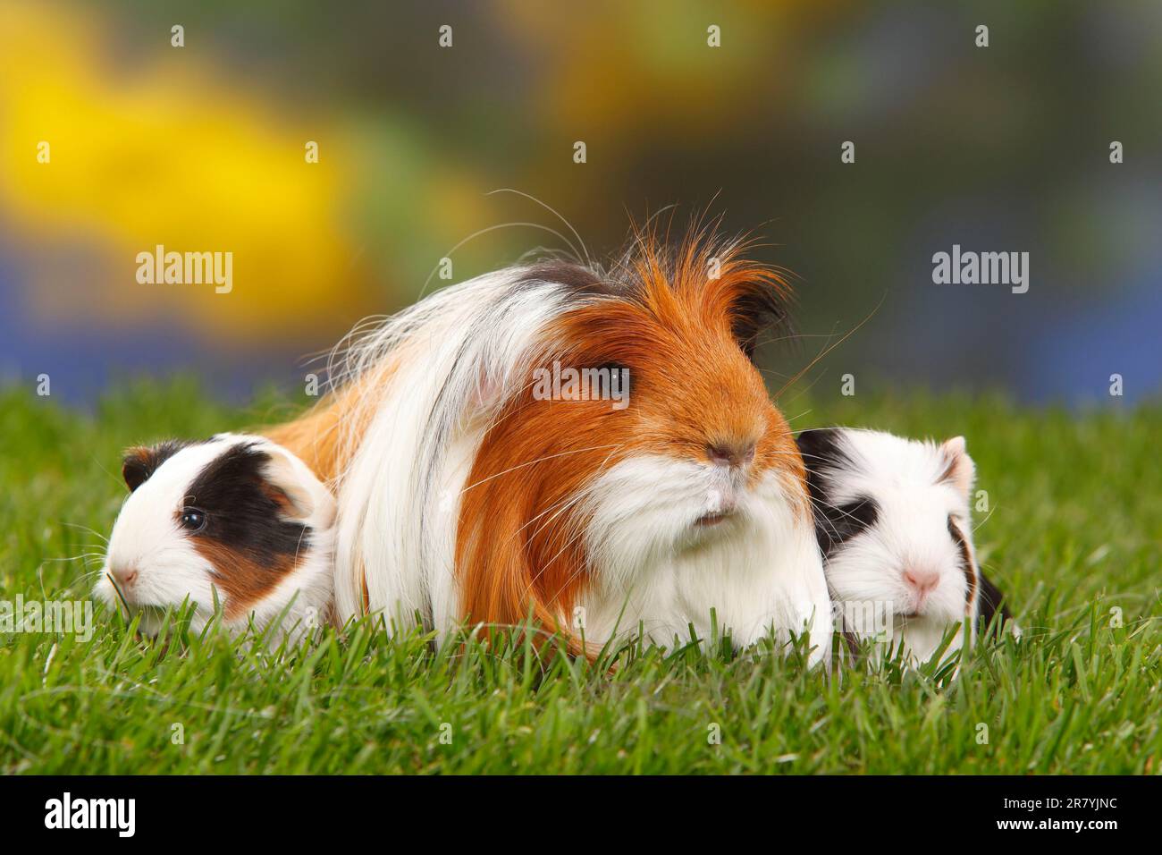 Coronet Meerschweinchen, Schildkröten mit Weißen und Kätzchen Stockfoto