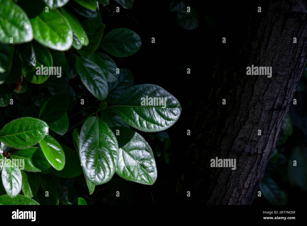 Nahaufnahme der grünen Blätter von Laurustinus (Viburnum tinus). Naturhintergrund. Stockfoto