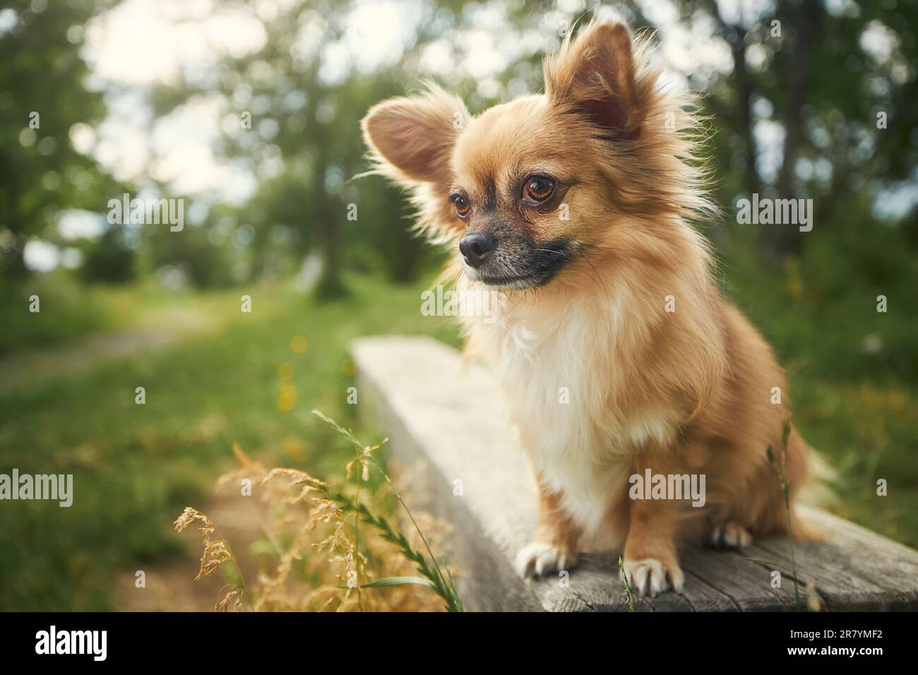 Porträt eines langhaarigen chihuahua. Kleiner Hund, der auf einer Holzbank im öffentlichen Park sitzt und seltsamerweise in die Kamera schaut. Stockfoto