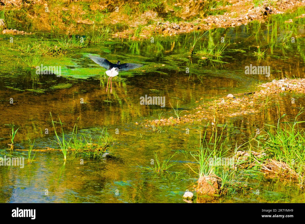Schwarzflügelpfahl, Himantopus himantopus, Himantopus himantopus sensu lato, Vogelspaziergang Stockfoto