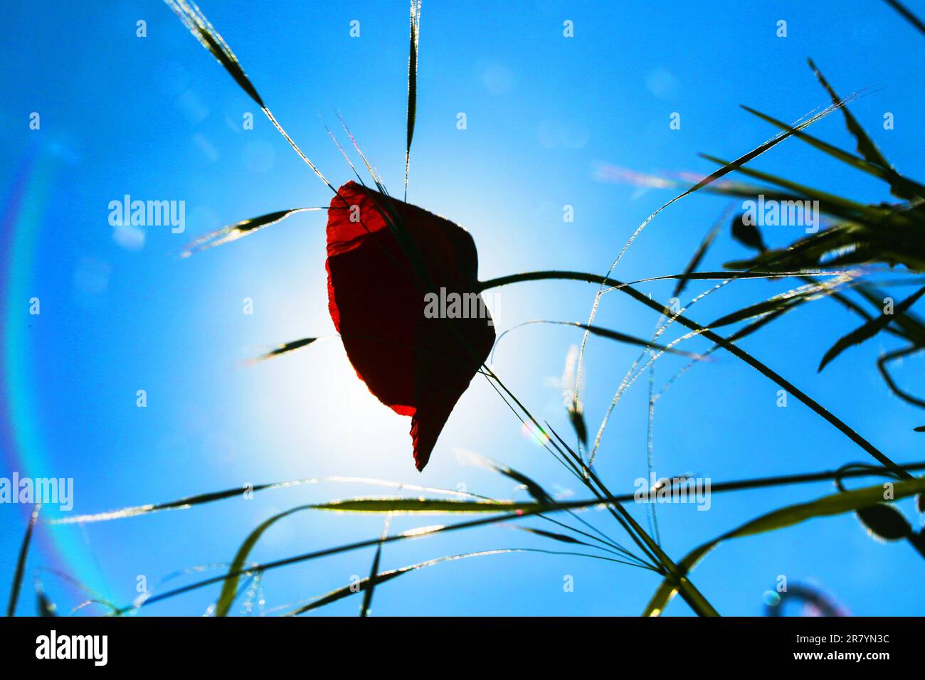 Mohn im Sonnenschein, verspiegelt Stockfoto