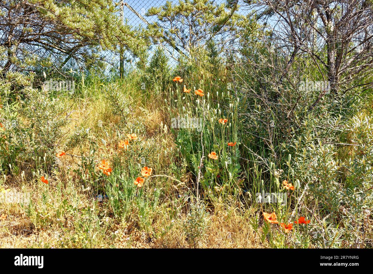 Rote Mohnblumen Papaver rhoeas in einer Hecke in heißer Sommersonne Stockfoto