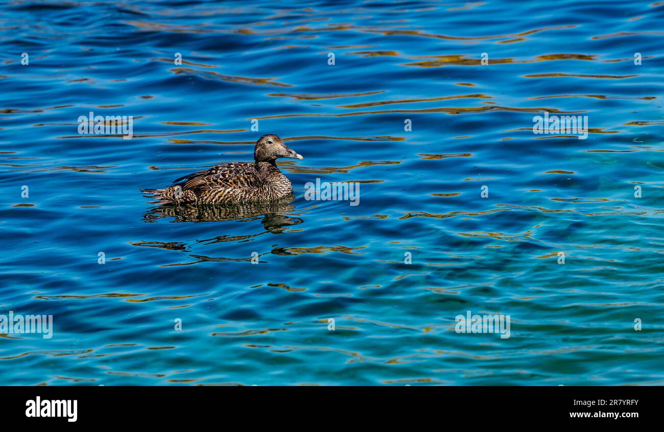 Weibliche Eiderente Somateria mollissima) im blauen Meer, Isle of May, Schottland, Vereinigtes Königreich Stockfoto
