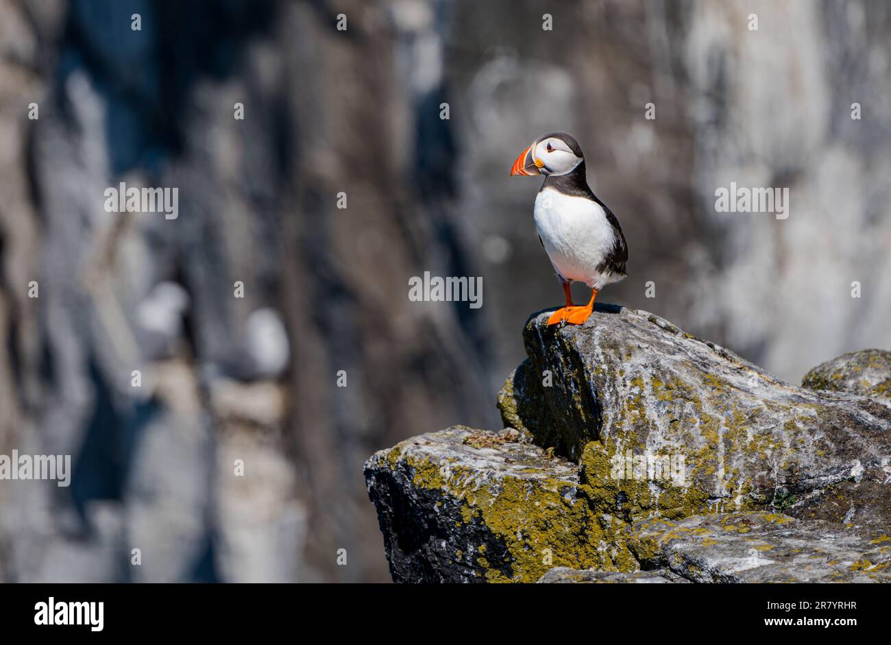 Puffin (Fratercula Arctica) auf dem Felsvorsprung, Isle of May, Schottland, Großbritannien Stockfoto