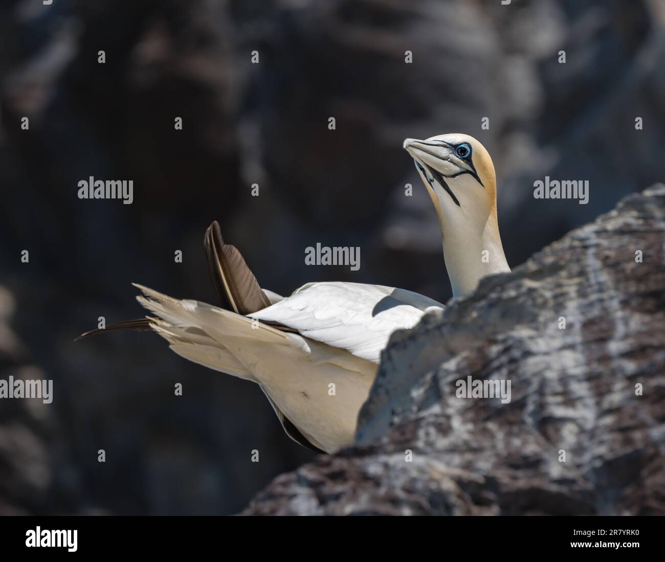 Nahaufnahme von Gannet (Morus bassanus), Seevögelkolonie Bass Rock Island, Firth of Forth, Schottland, Großbritannien Stockfoto