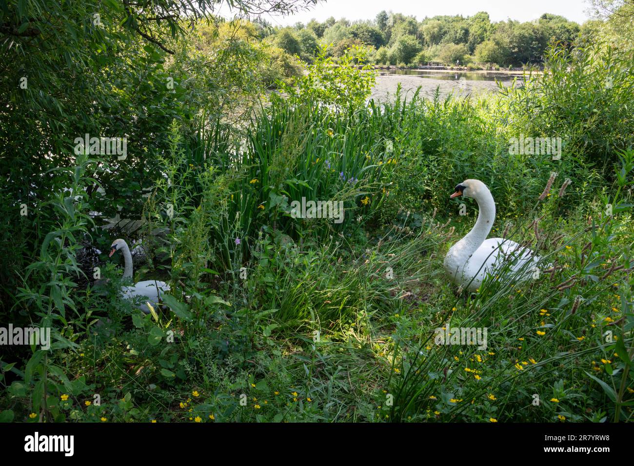 Schwäne im Red Vale Country Park, Stockport, Greater Manchester, England. Stockfoto
