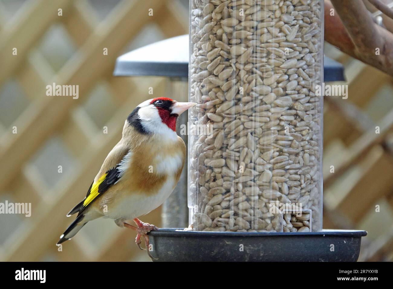 Erwachsener Goldfinsch auf Sonnenblumen-Herz-Vogel-Feeder, im Garten, Cotswolds, England, Großbritannien Stockfoto