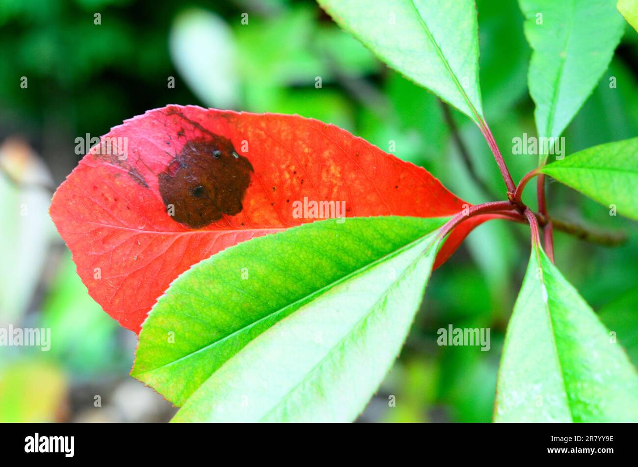 Schwarzer Fleck auf rotem Blatt Stockfoto