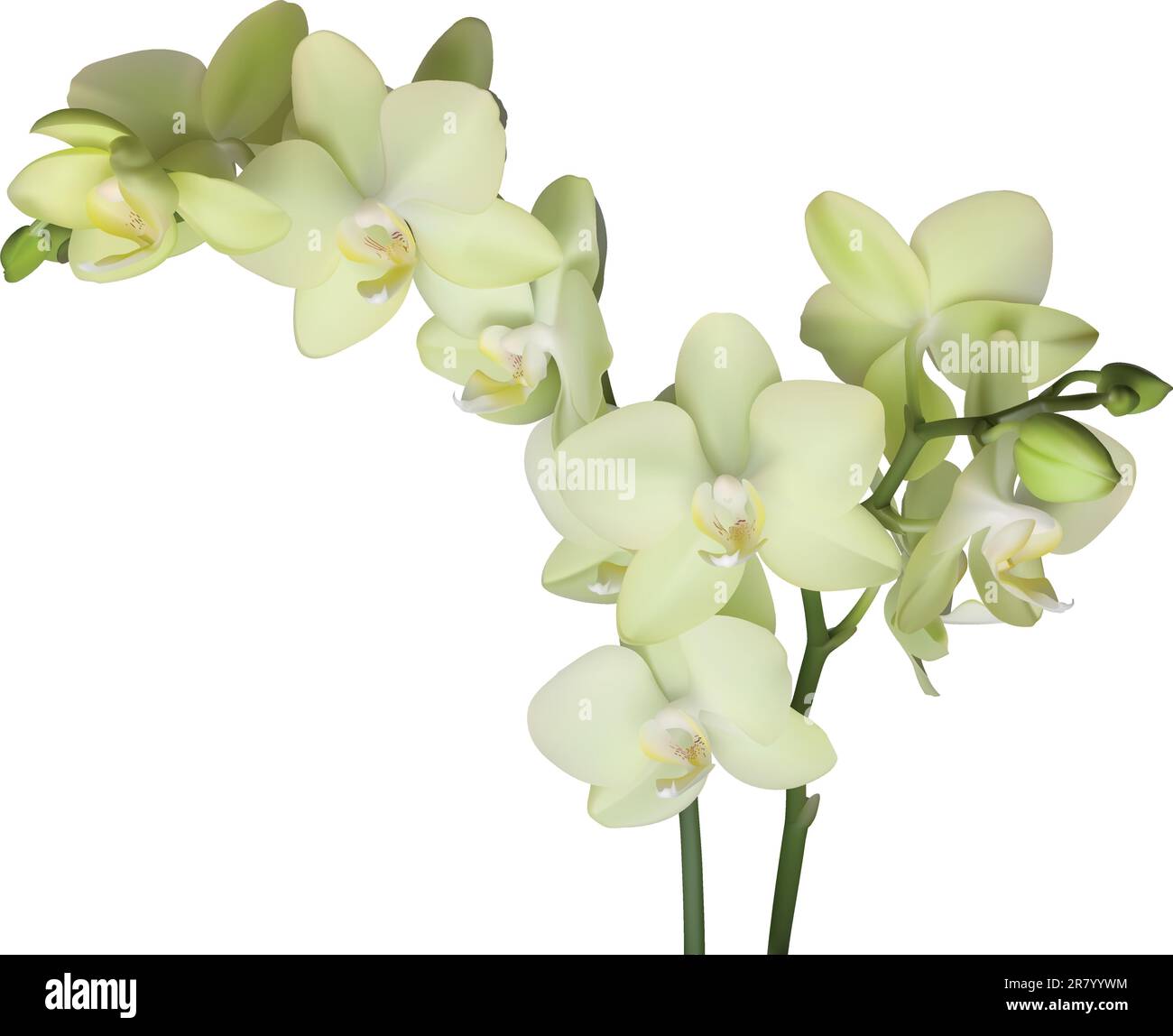 Gelbe wunderschöne Phalaenopsis Orchidee isoliert auf weißem Hintergrund Stock Vektor