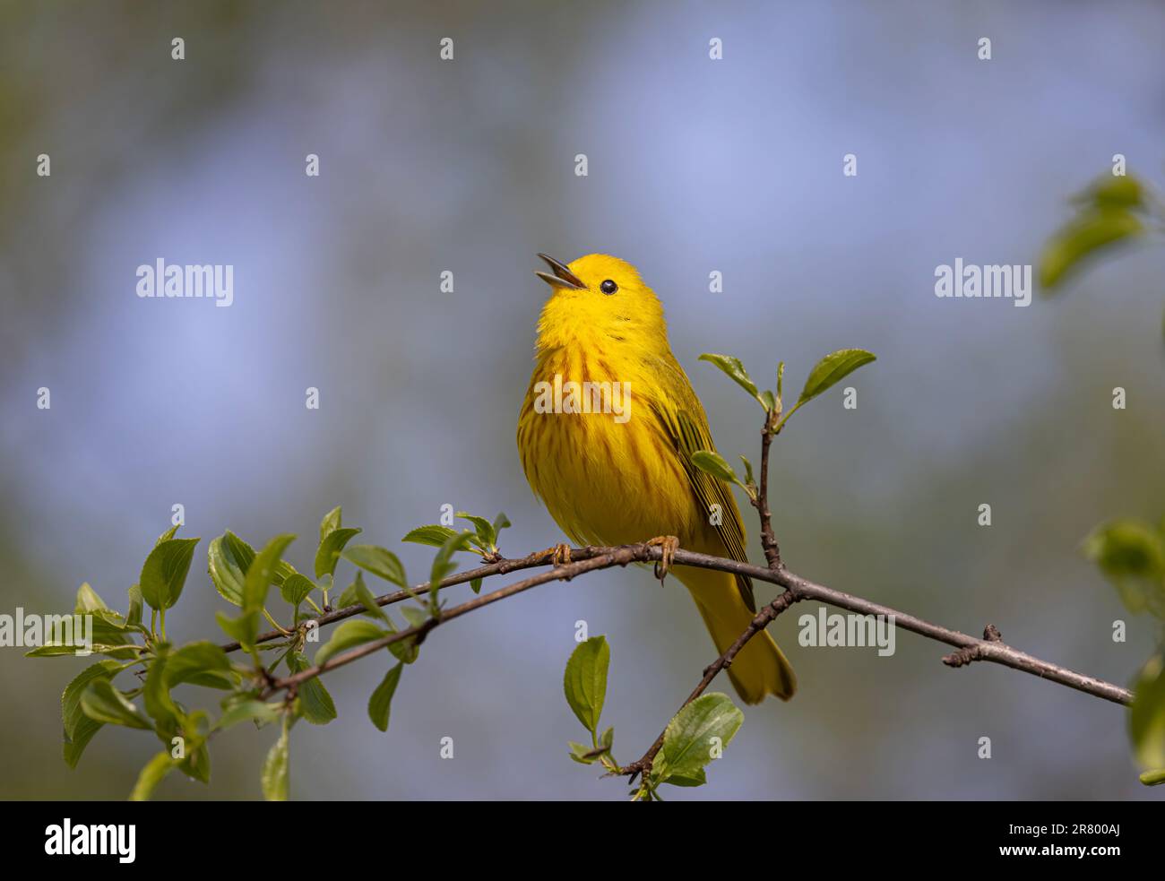 Der gelbe Zwerg auf dem Ast sang im Frühling in Ottawa, Kanada Stockfoto