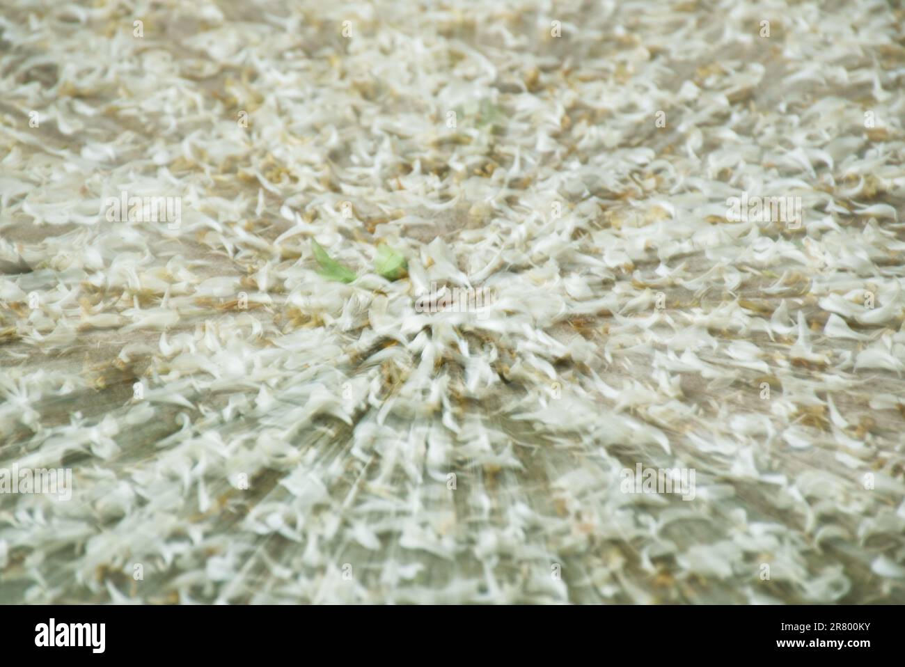 Die verschwommene Zoomtechnik des orangefarbenen Jasminblütenfalles und der Ausbreitung auf dem Zementboden Stockfoto