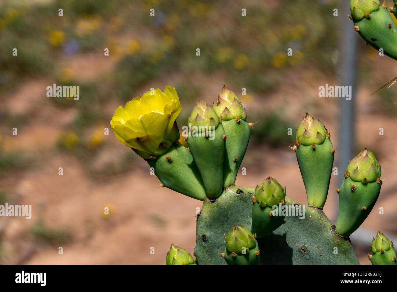 Leuchtend gelbe Blüten von Stachelbirnen-Kaktus Opuntia zwischen grünen Stachelblättern Stockfoto
