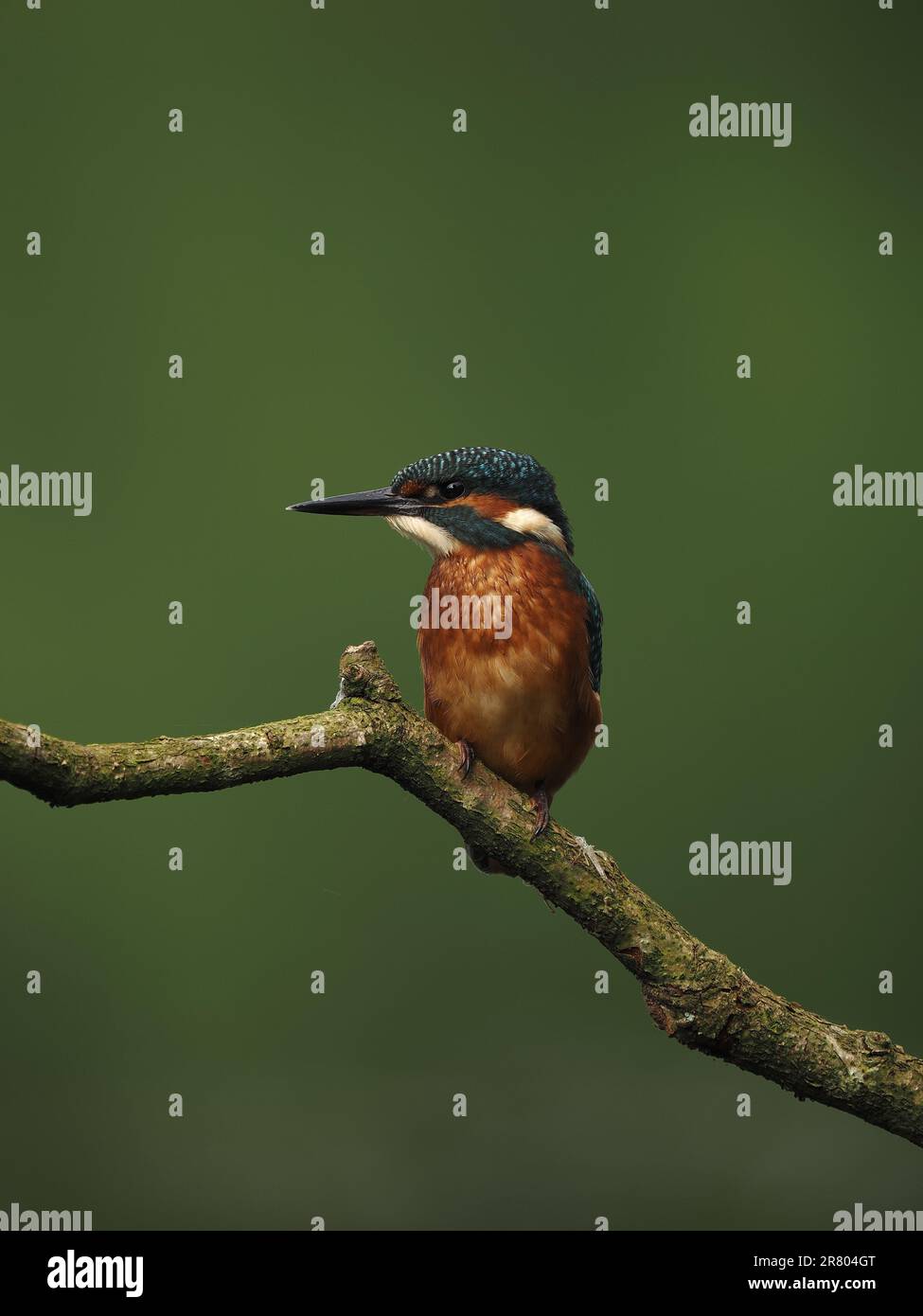 Die Königsfischer sitzen oft auf jedem neuen Bauwerk, das in ihrem Hoheitsgebiet errichtet wurde. Stockfoto