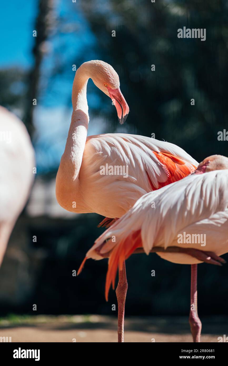Pink Flamingo in the Wild: Ein majestätischer Wasservogel mit einem markanten Schnabel Stockfoto