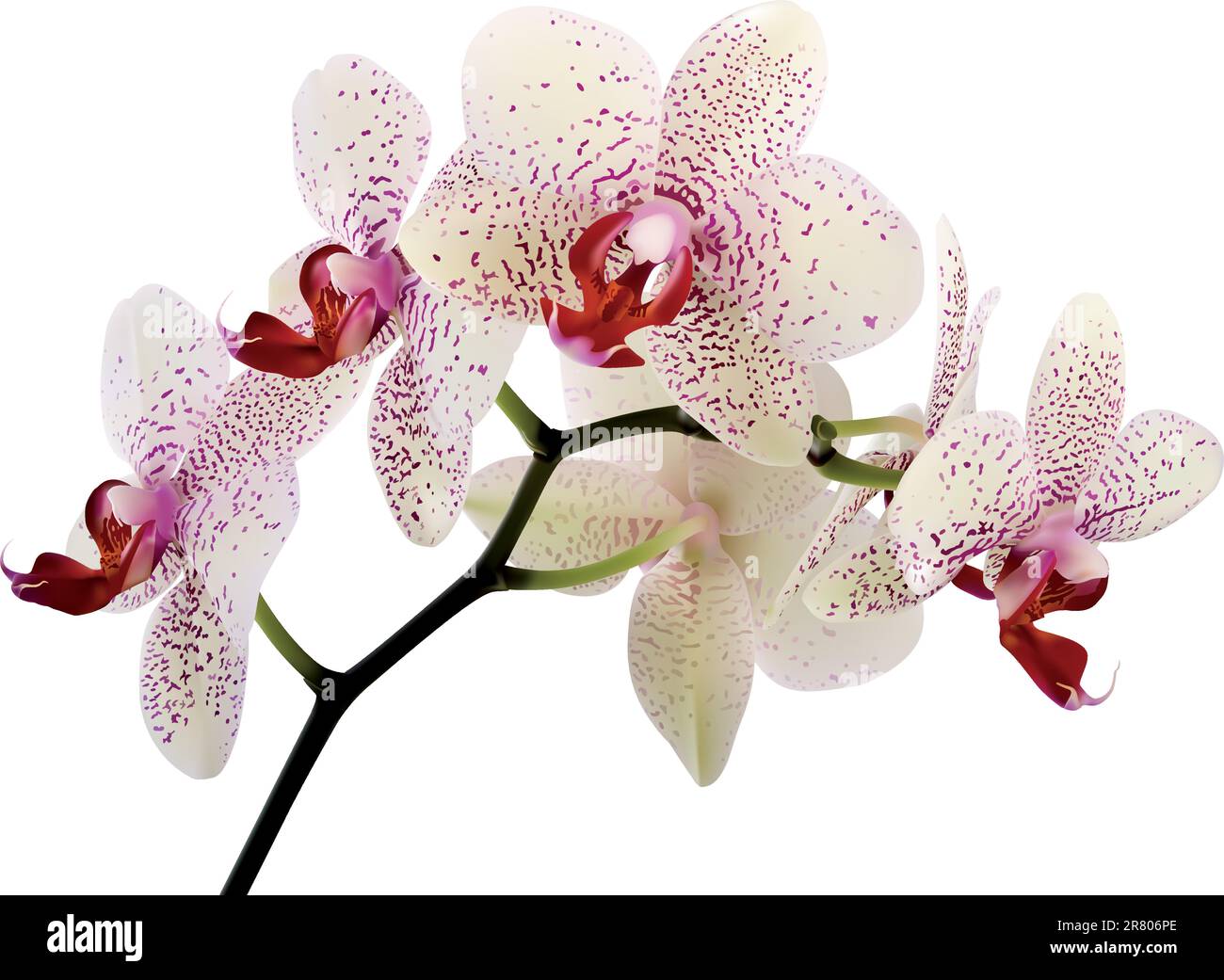 Wunderschöne Orchideenblumen auf weißem Hintergrund Stock Vektor