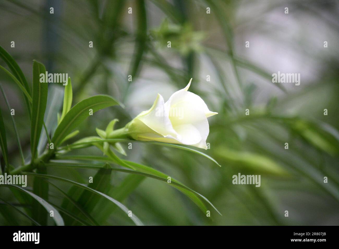 Weiße Oleander-Blüten (Cascabela Thevetia) auf grünem Laub: (Pix Sanjiv Shukla) Stockfoto