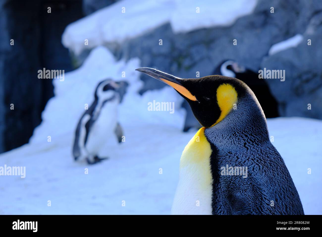 Ein Pinguin, der an einem sonnigen Tag in einer verschneiten Landschaft in einer Reihe steht Stockfoto