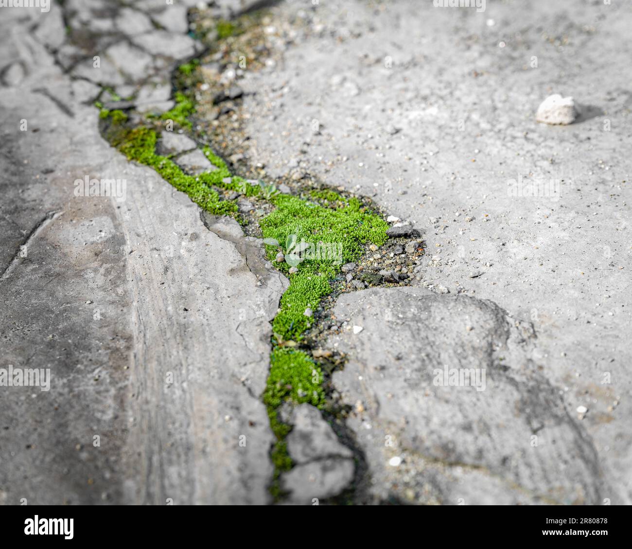 Kleines Gras, das in der Steinspalte wächst. Stockfoto