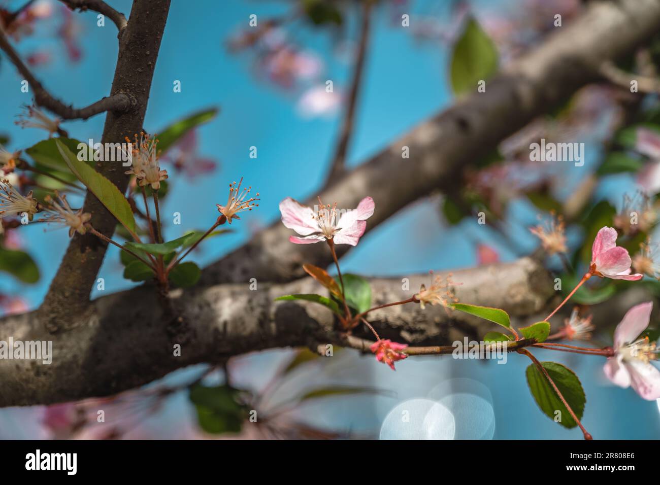 Sonnenlicht scheint auf die kleine Blume. Stockfoto