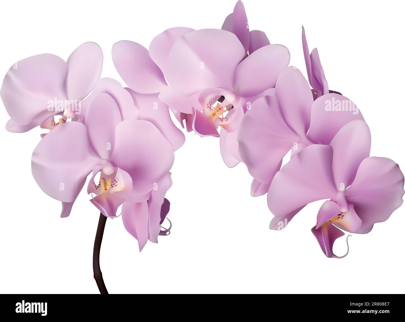 Wunderschöne rosafarbene Orchideenblumen auf weißem Hintergrund Stock Vektor
