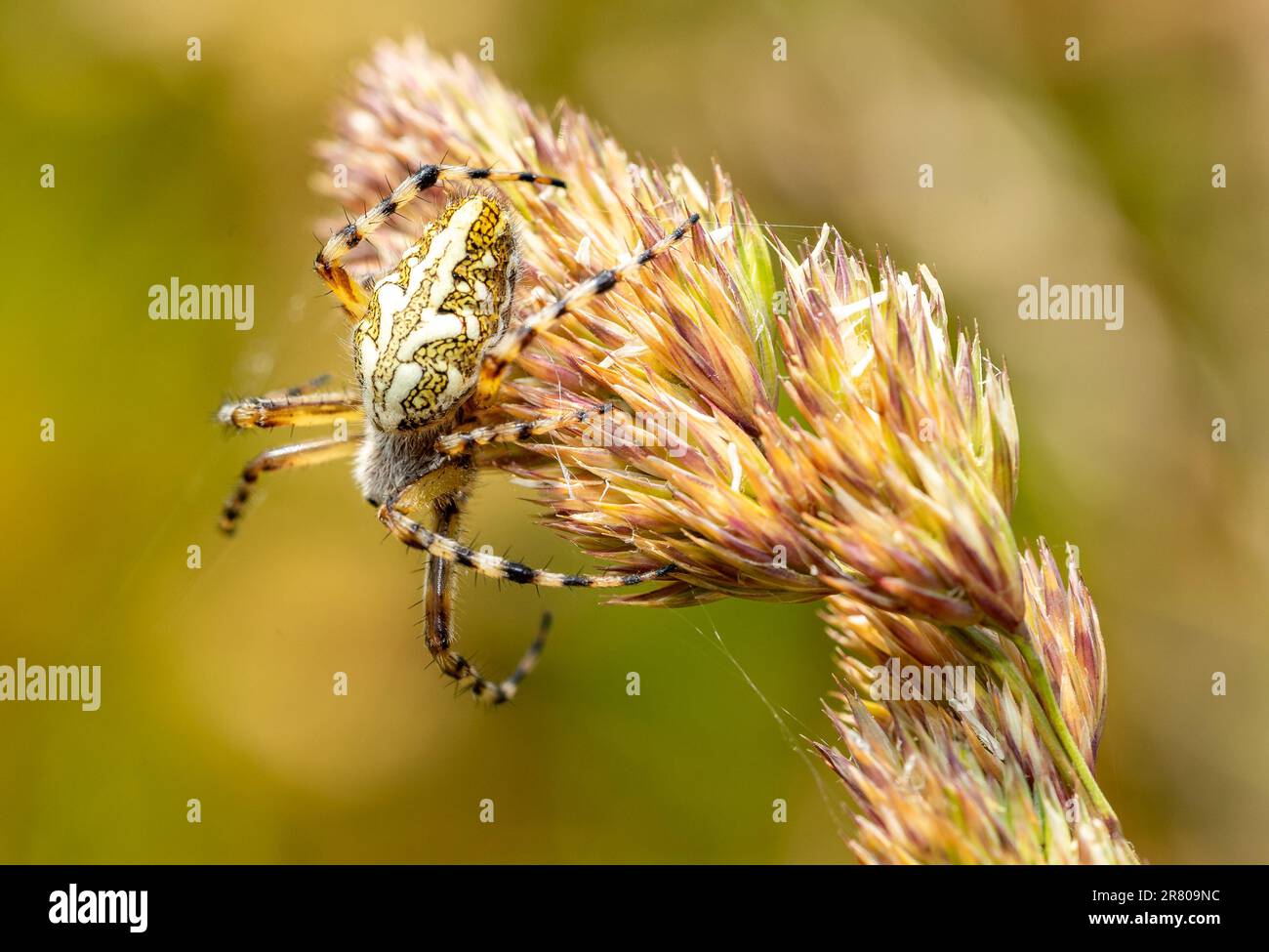 Argiope bruennichi Macro gedreht in der Natur 01 Stockfoto