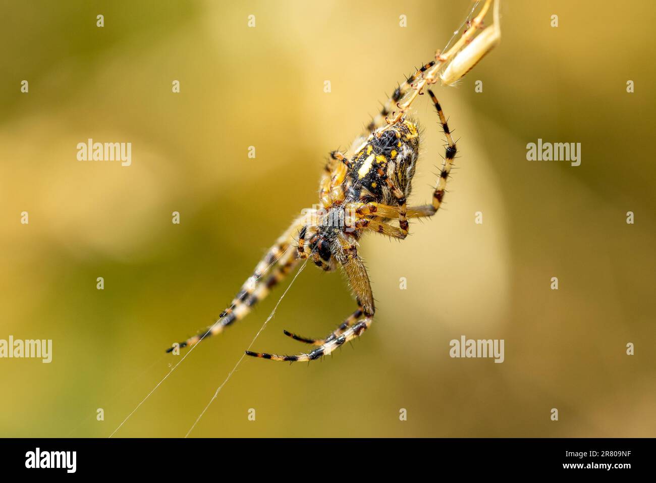 Argiope bruennichi Macro in der Natur Stockfoto