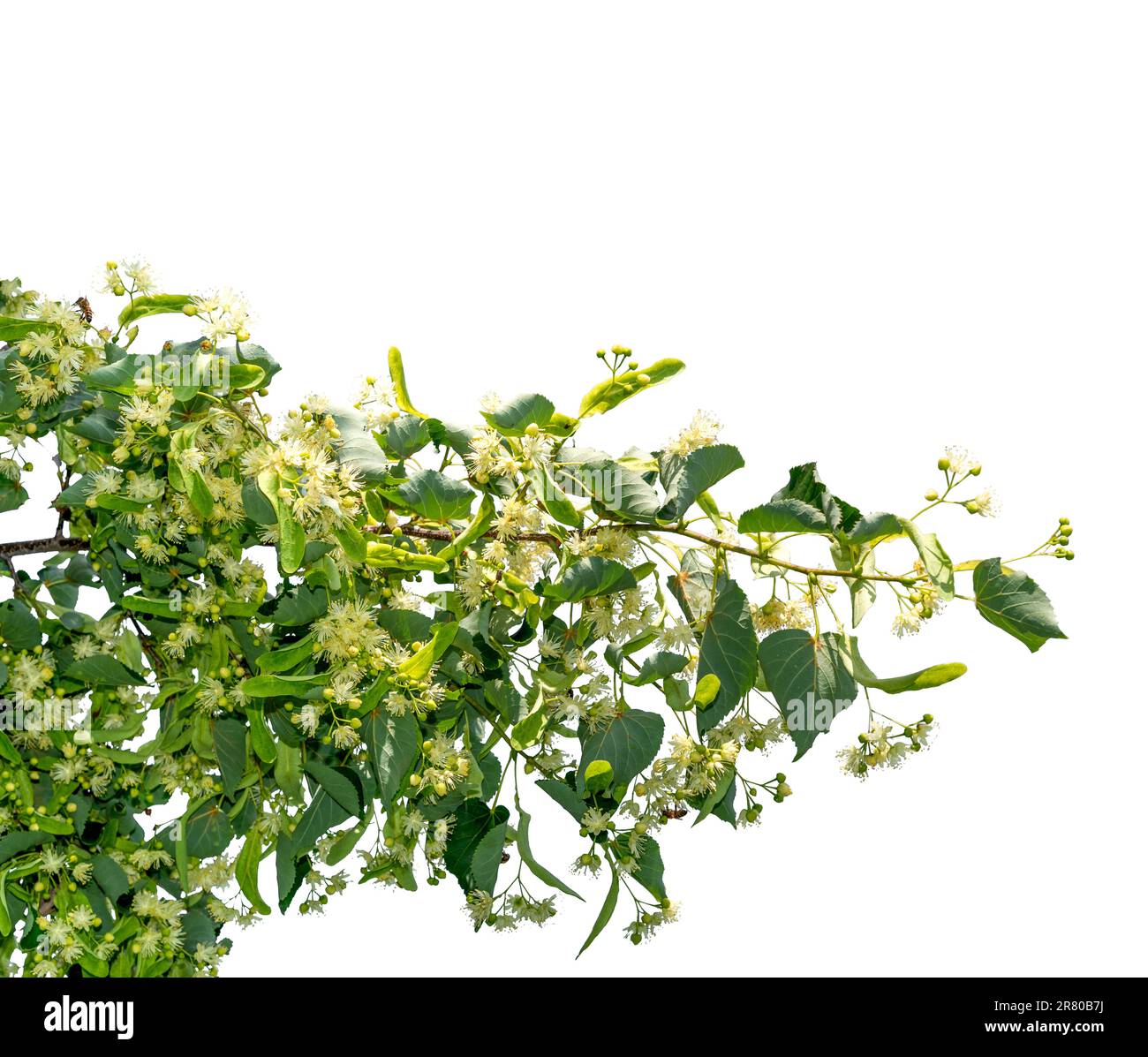 Blühender Lindenbaum mit weißen Blüten und grünen Blättern isoliert auf weiß mit Schnittpfad, Kopierbereich Stockfoto