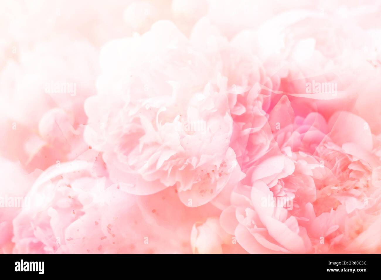 Verwischen Sie das abstrakte Bouquet mit weichem pinkfarbenen Pfingstrosen. Stockfoto