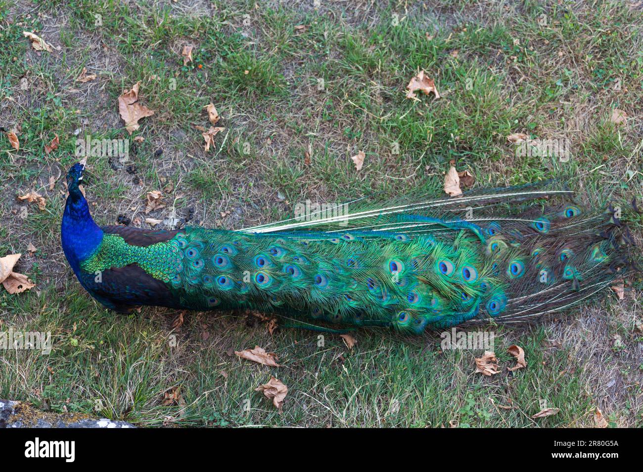 Peacock, wunderschönes repräsentatives Muster eines männlichen Pfauens in großen metallischen Farben Stockfoto