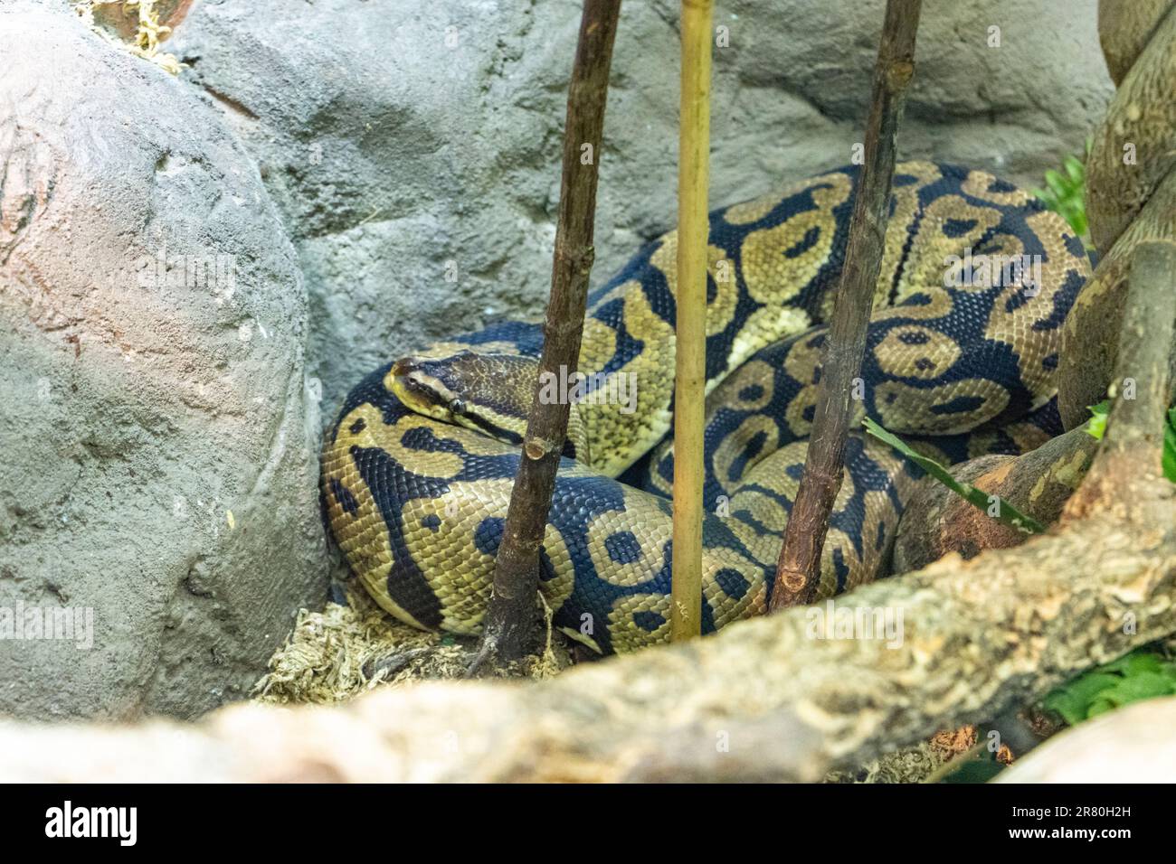 python-Schlange, von Steinen zusammengerollt Stockfoto