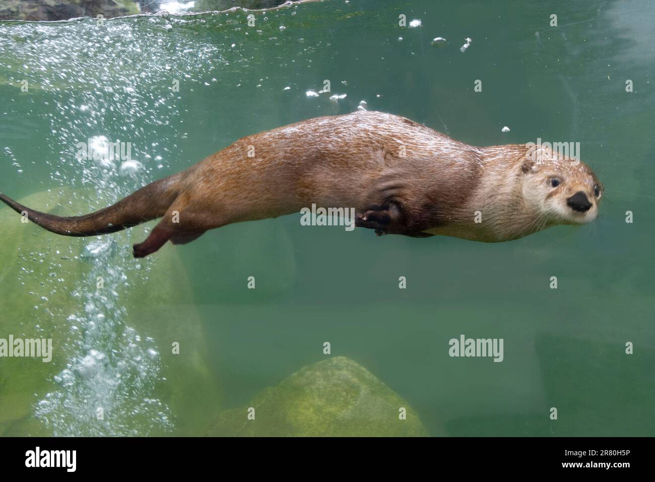 otter schwimmt im Wasser und schaut auf den Betrachter Stockfoto