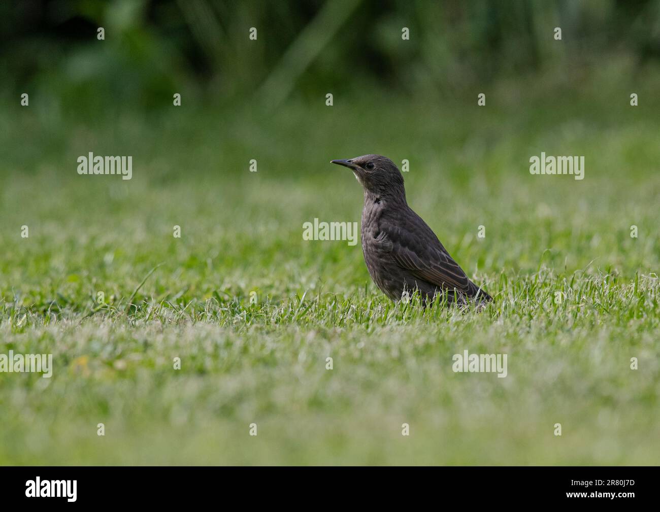 Ein junger Starling (Sturnus vulgaris), der darauf wartet, gefüttert zu werden, auf dem Rasen in einem Essex-Garten. UK Stockfoto