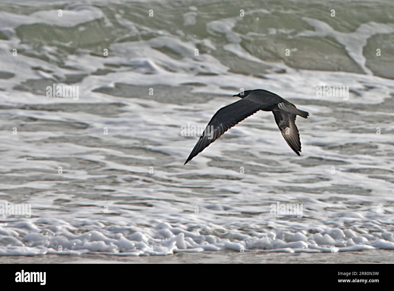 Arctic Skua (Stercorarius parasiticus) im Flug über See Eccles-on-Sea, Norfolk, Vereinigtes Königreich. September Stockfoto