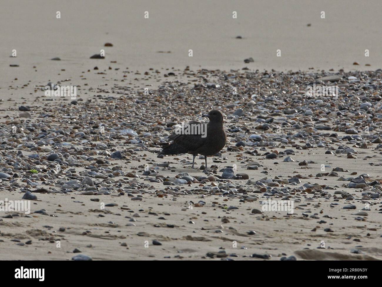 Arctic Skua (Stercorarius parasiticus), unreif am Kieselstrand, Eccles-on-Sea, Norfolk, Vereinigtes Königreich. September Stockfoto